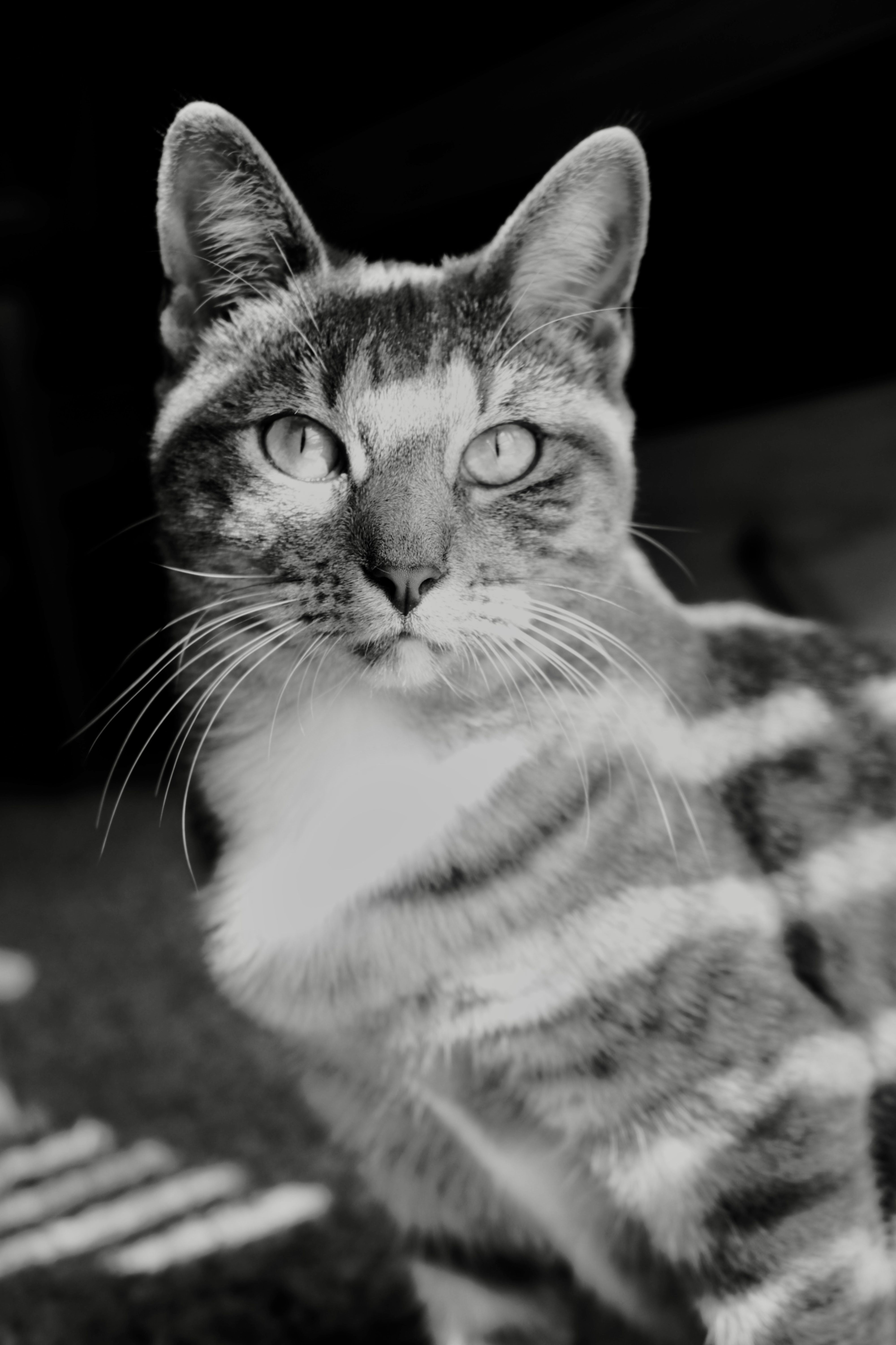 Portrait of a Striped Domestic Cat in Black and White · Free Stock Photo