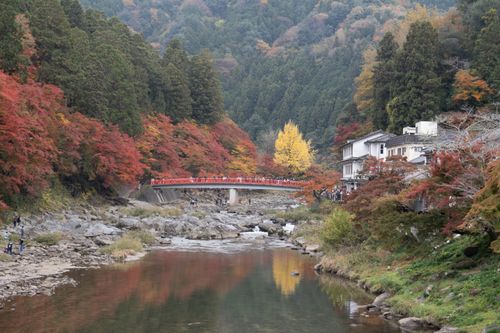 Free Stunning autumn colors at Korankei in Toyota, Japan, featuring a vibrant red bridge. Stock Photo