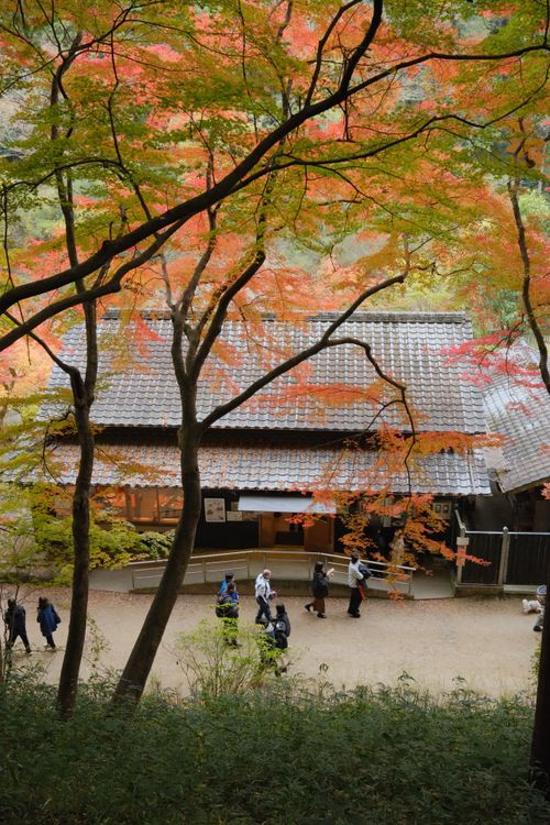 Free Captivating autumn scene featuring a traditional Japanese house surrounded by vibrant fall foliage in Korankei, Toyota. Stock Photo