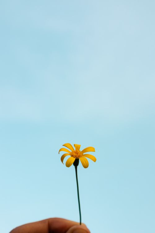 Free A bright yellow daisy held against a clear blue sky, showcasing minimalism and simple beauty. Stock Photo