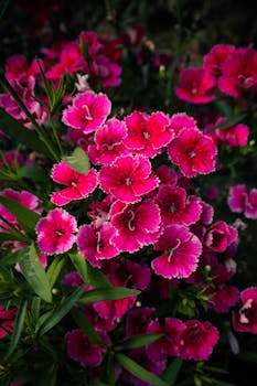 Close-up of bright pink Sweet William flowers with lush green leaves in Ludhiana garden.