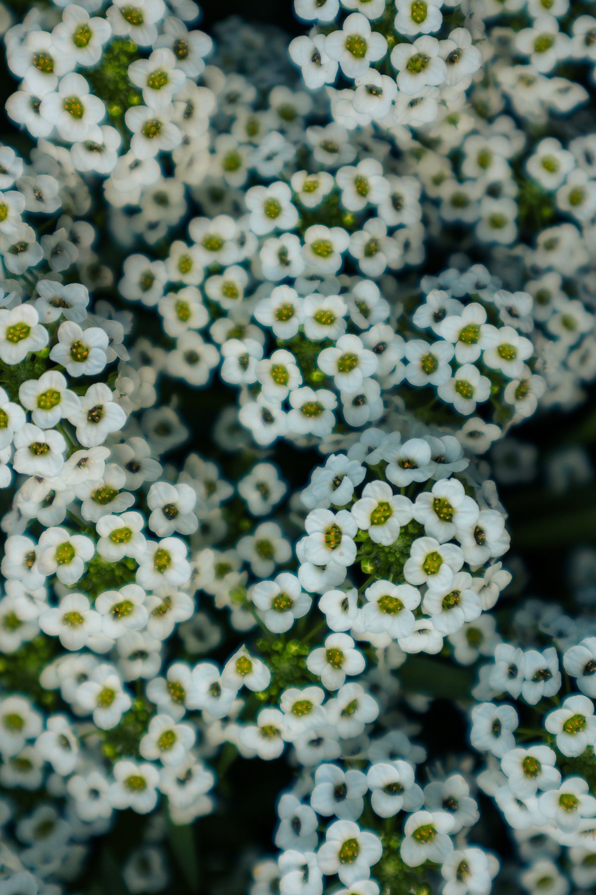 White Alyssum Flowers in Full Bloom Close-Up · Free Stock Photo