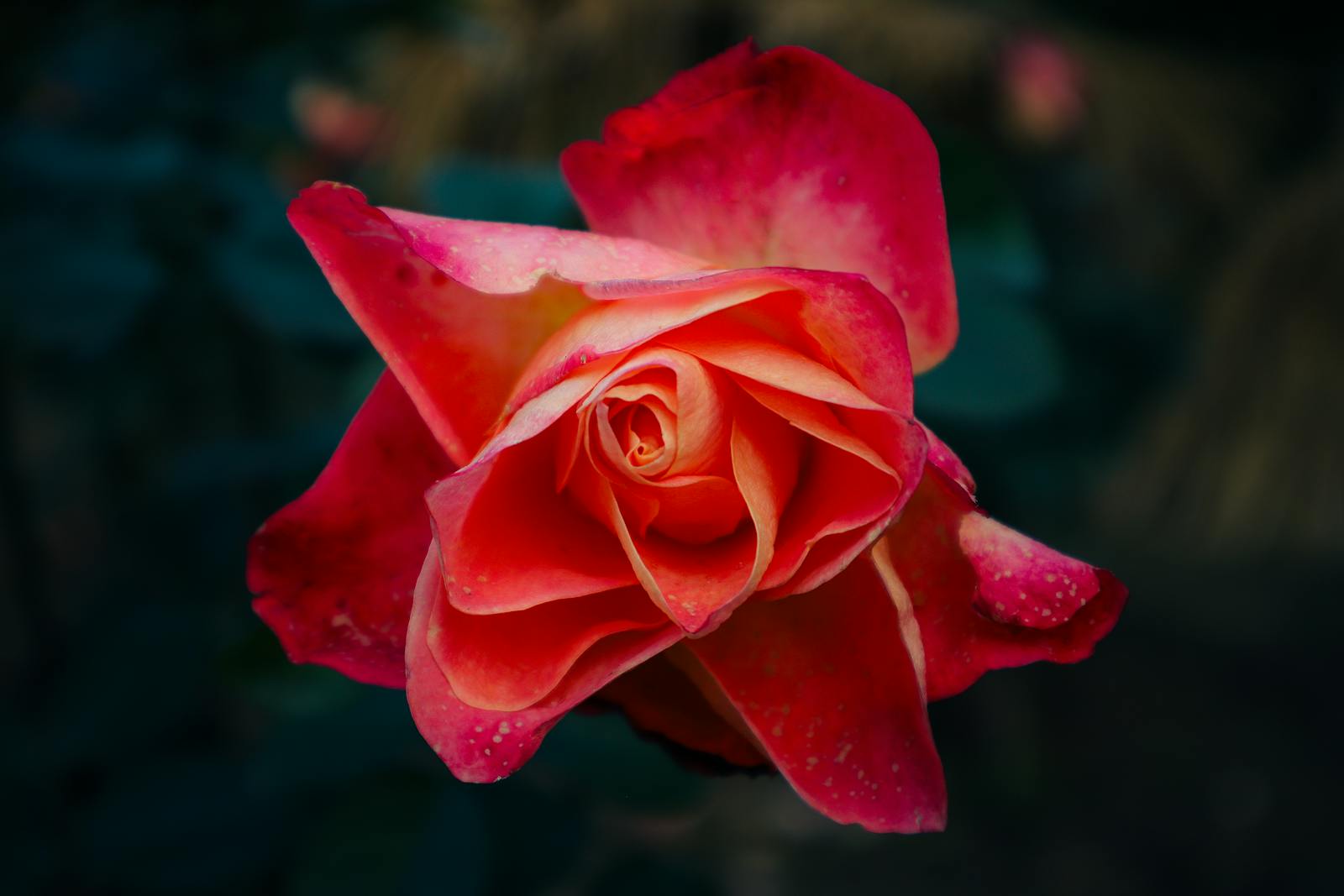 Photography of Red Rose Plant · Free Stock Photo