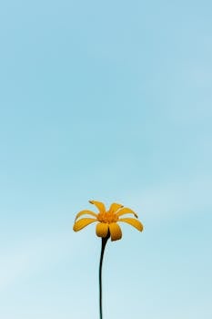 A single yellow daisy in front of a clear blue sky, offering a minimalist aesthetic.