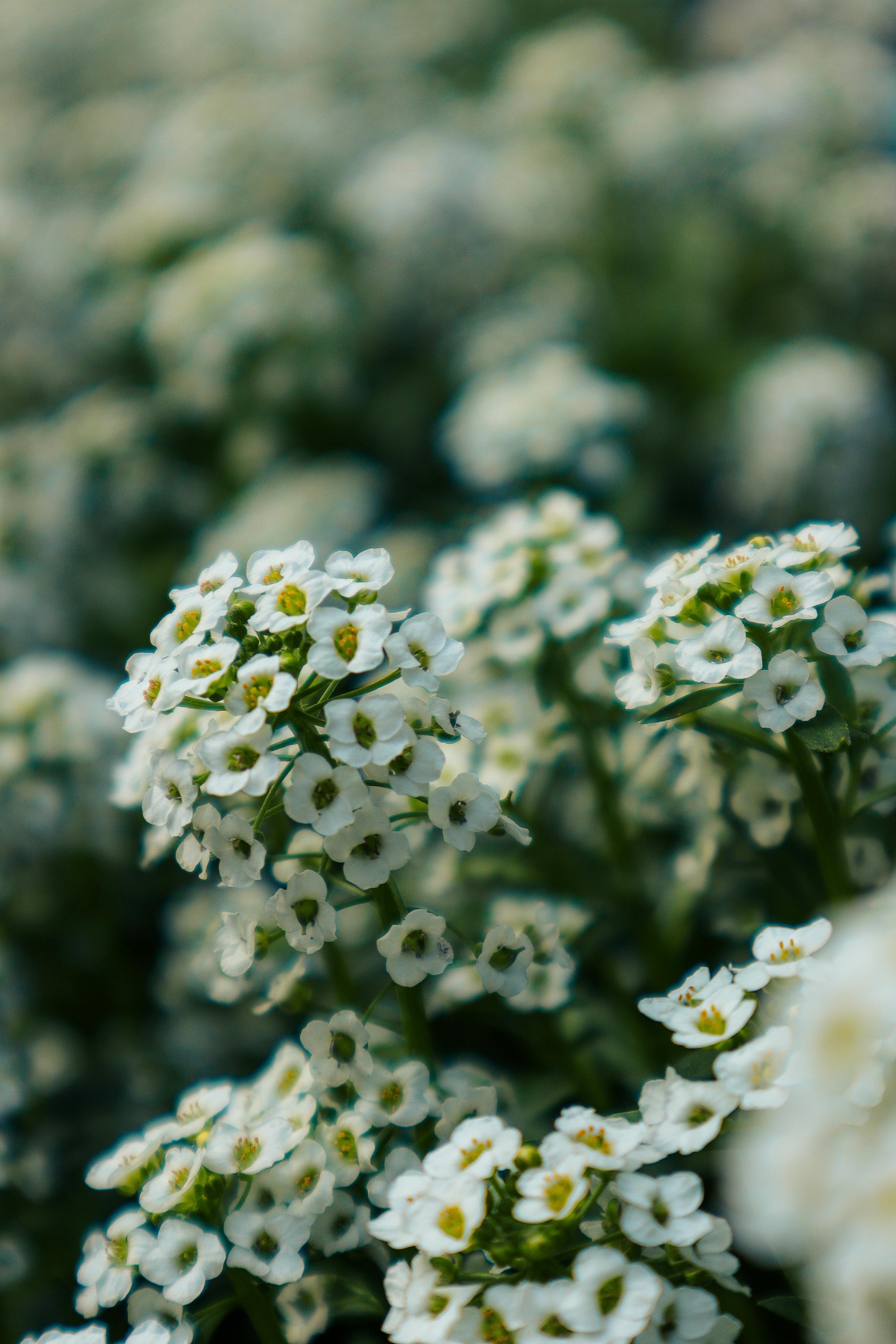 Capture of beautiful white alyssum flowers blooming outdoors, offering a serene and natural vibe.