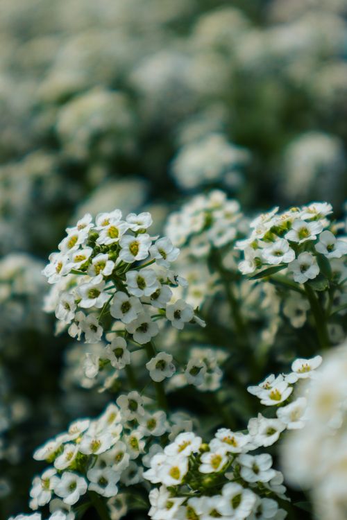 Free Capture of beautiful white alyssum flowers blooming outdoors, offering a serene and natural vibe. Stock Photo
