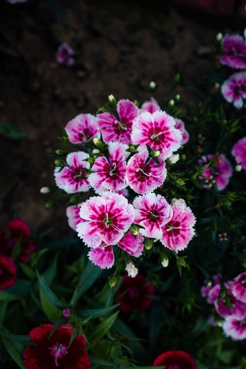 Free A lush cluster of pink Dianthus flowers blooming in an outdoor garden, showcasing vibrant colors. Stock Photo