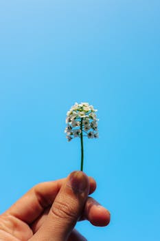 White alyssum flower delicately held against a vibrant blue sky, perfect for nature-themed backgrounds.