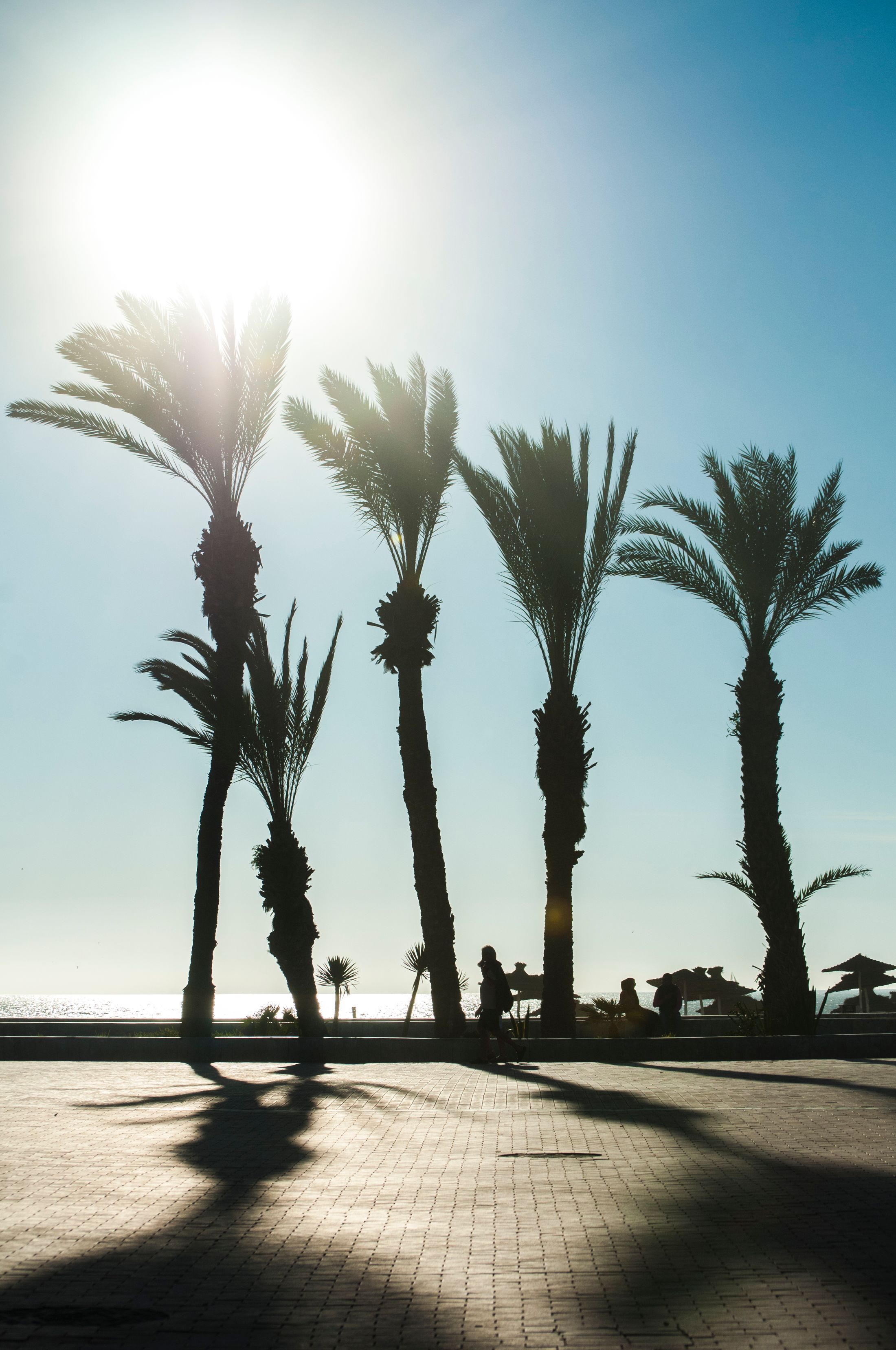 Palm trees along Agadir's coastal promenade at sunset
