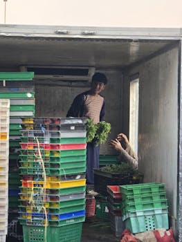 Workers loading fresh produce into crates at a Dubai market, captured candidly.