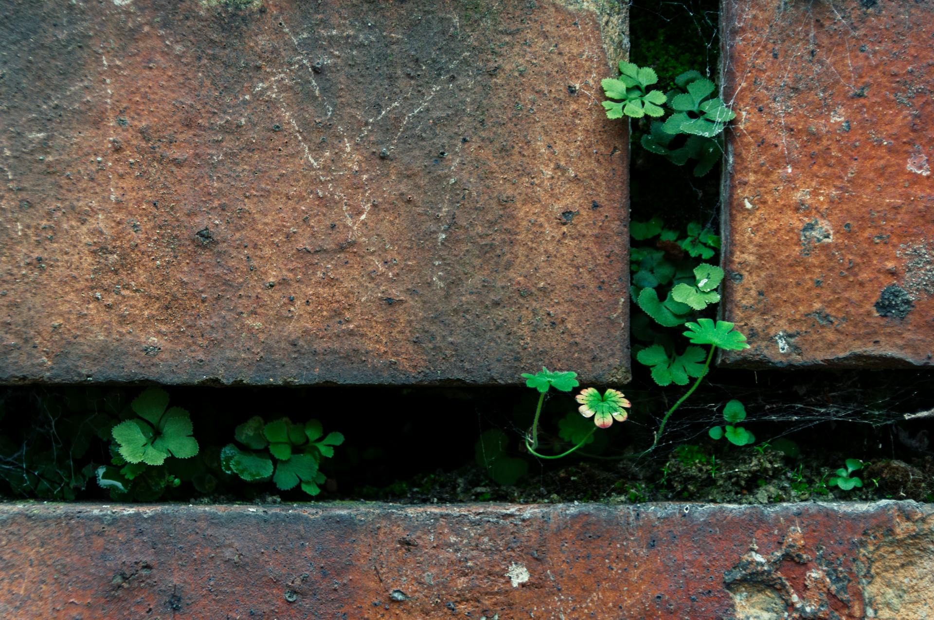 A clover plant thrives in the gap between old brick layers, showcasing nature's resilience.