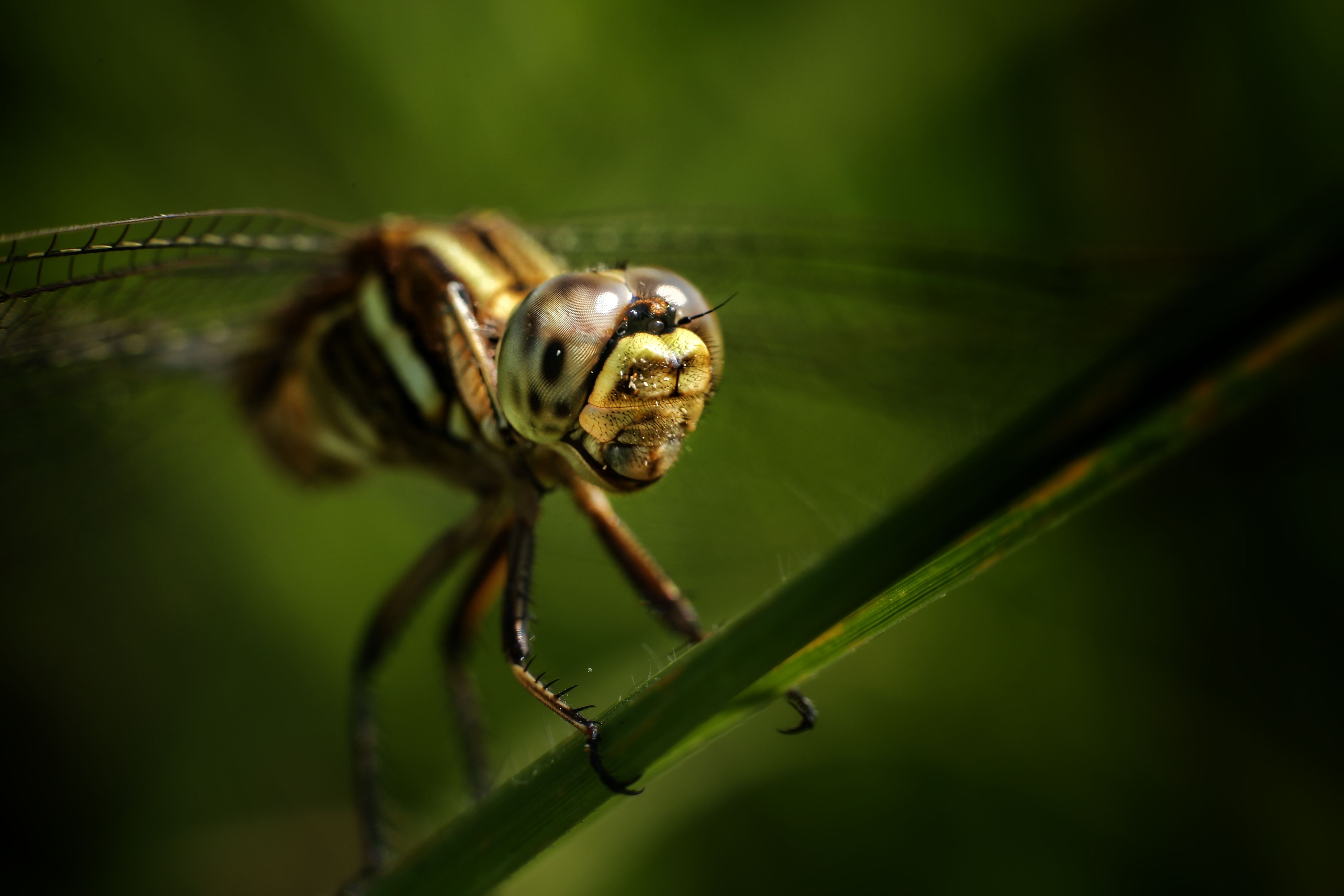 Close-Up Macro Shot of a Dragonfly on a Leaf · Free Stock Photo