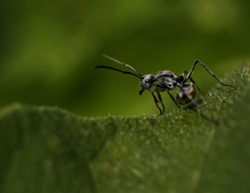 Free Detailed macro photography of an ant on a vibrant green leaf, showcasing insect behavior. Stock Photo