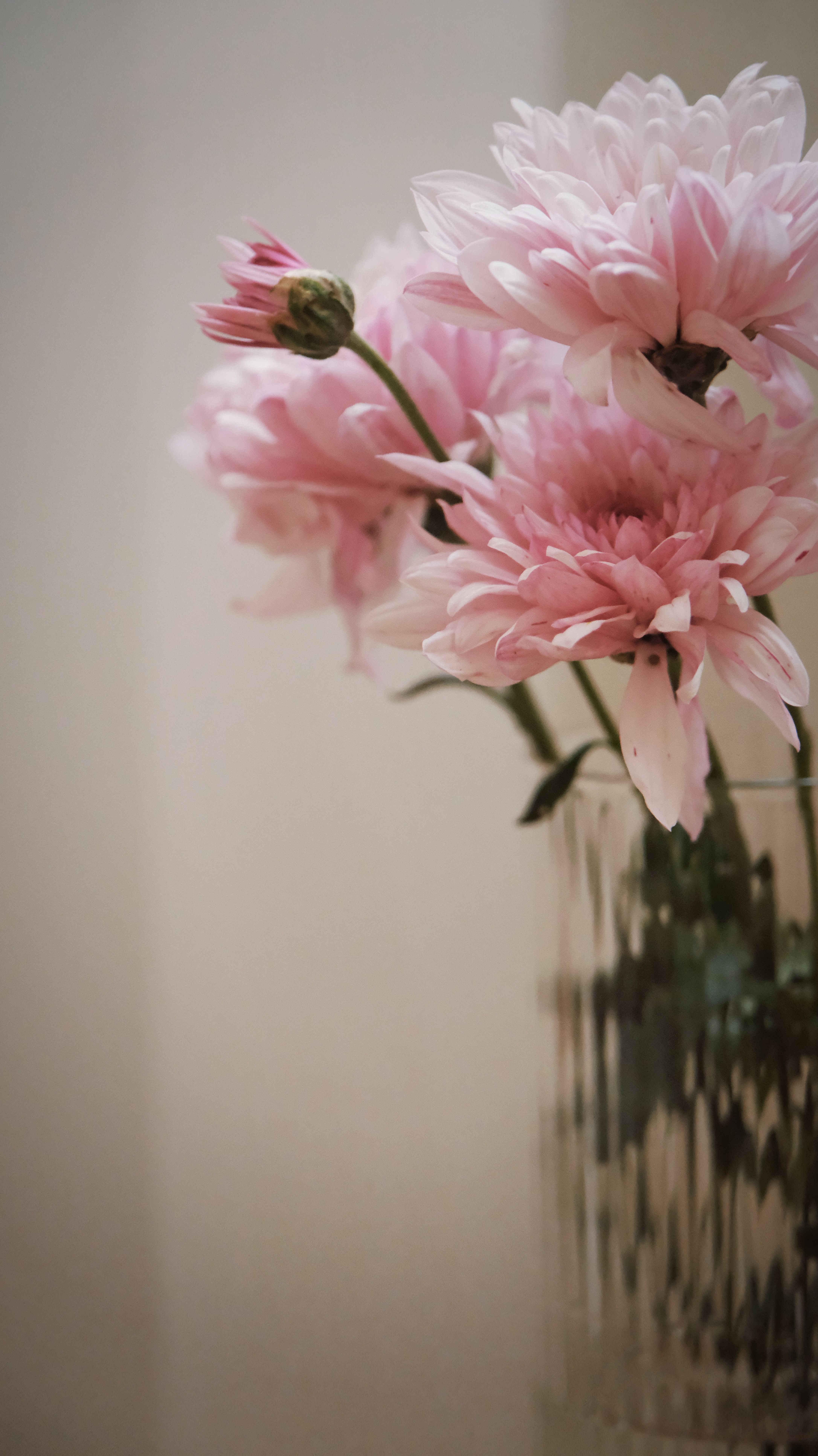 Delicate pink chrysanthemums elegantly arranged in a glass vase indoors.