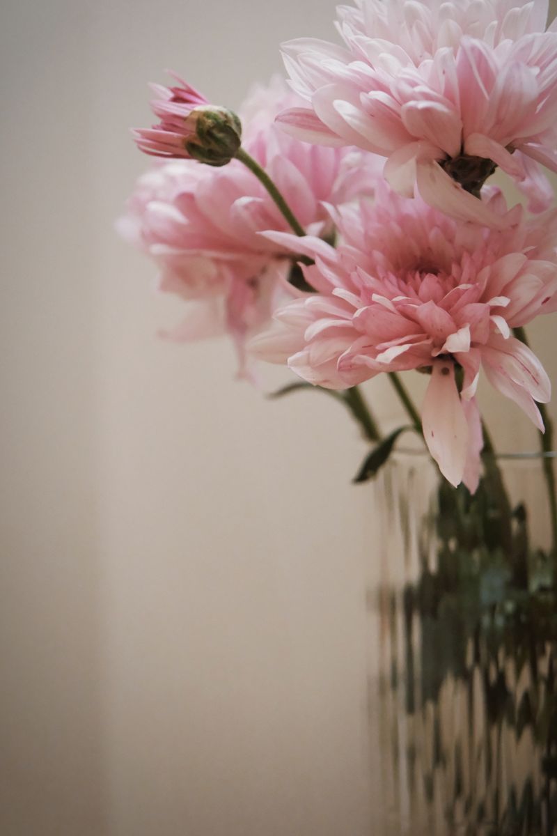 Delicate pink chrysanthemums elegantly arranged in a glass vase indoors.