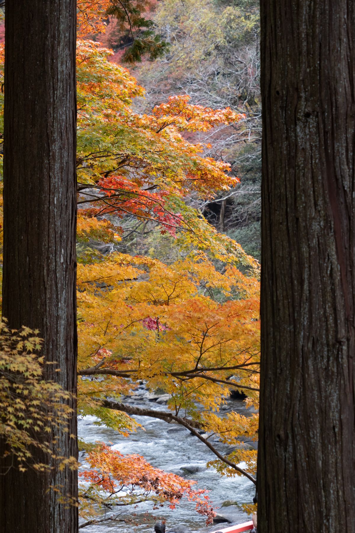 Brilliant red and orange autumn maple leaves lining a clear mountain river in Japan