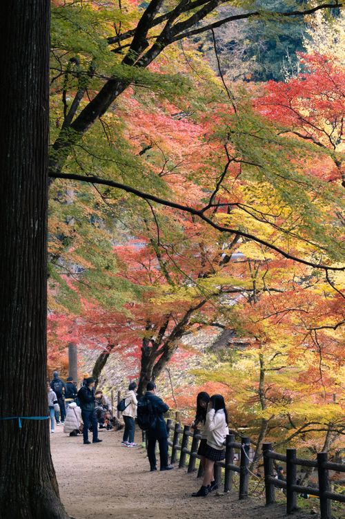Free People enjoying the vibrant fall foliage at Korankei Valley in Toyota, Aichi, Japan. Stock Photo