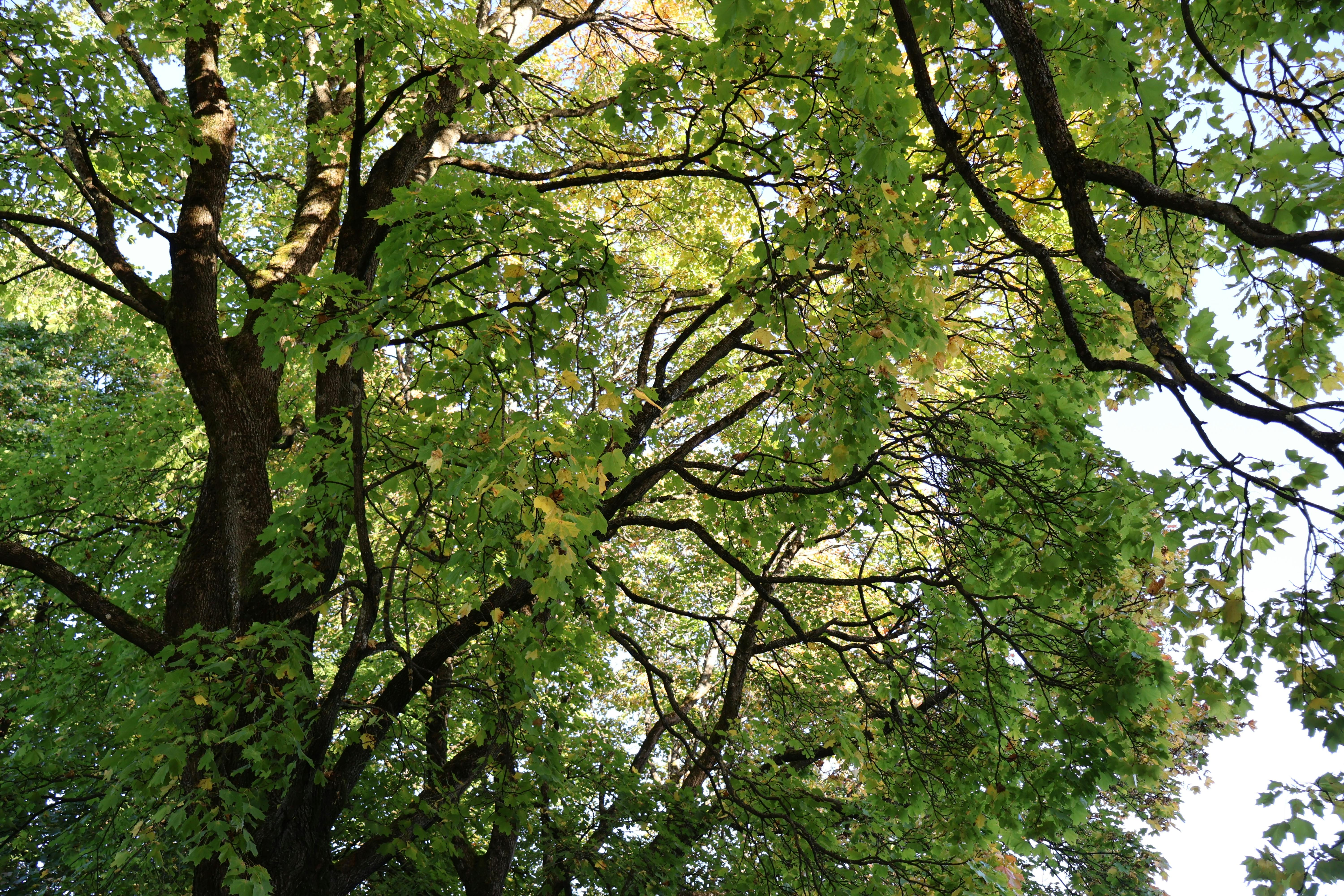 Une vue sur les feuilles vertes luxuriantes et les arbres d'Oslo, capturant l'ambiance du début de l'automne.