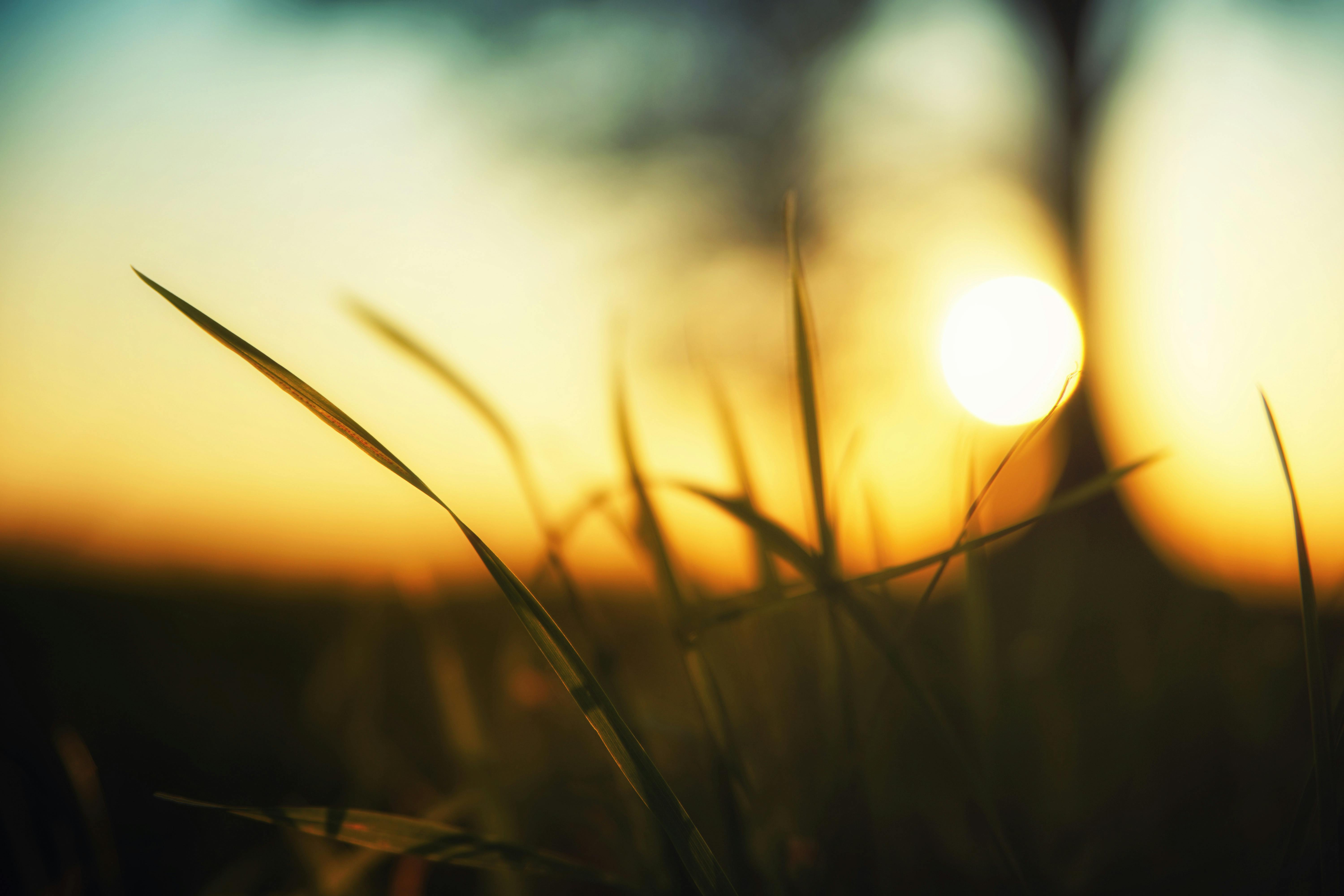 close up photo of green grass