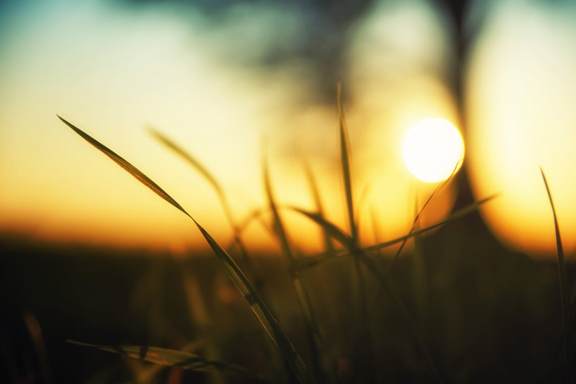 Close-up Photo of Green Grass