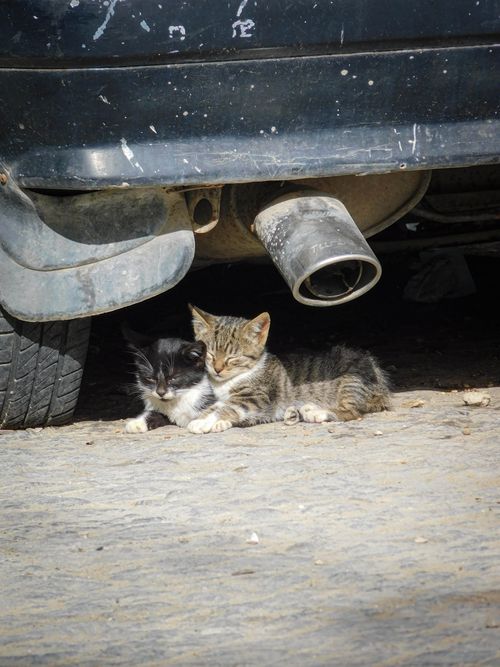 Free Two cute kittens resting in the shade under a car's exhaust pipe. Stock Photo