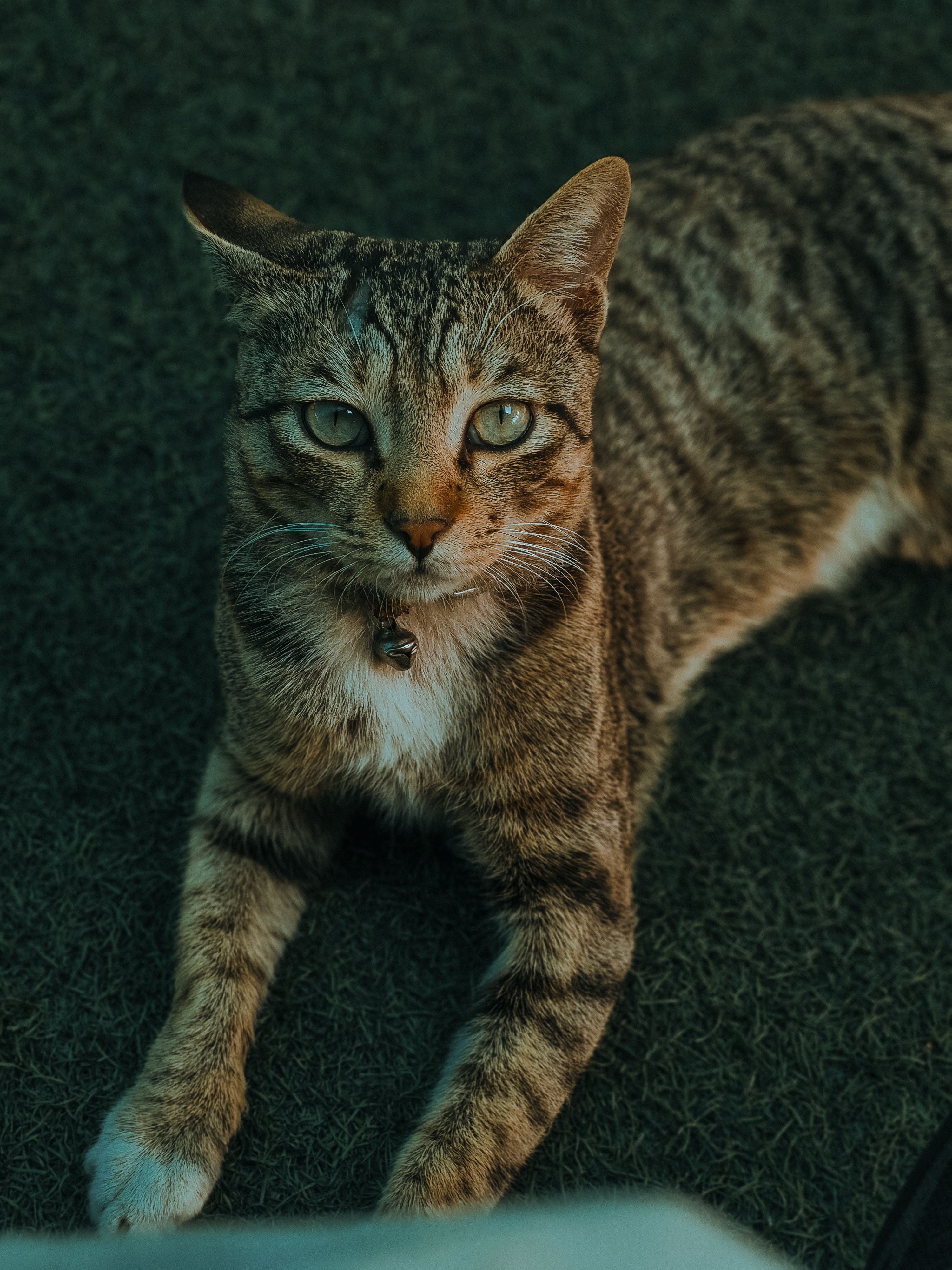 Tabby Cat Resting on a Sunny Day Outdoors · Free Stock Photo