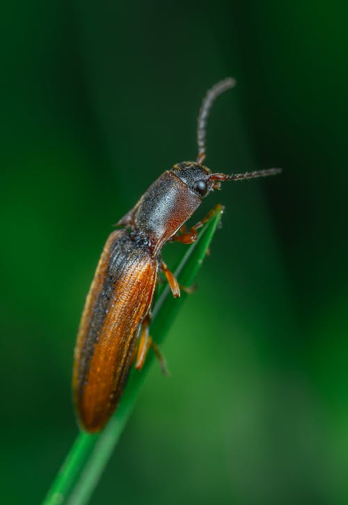 gratis Brown Click Beetle In Selective Focus Photography Stockfoto