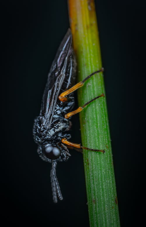 Black Flying Insect on Plant