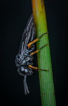 这是一张特写照片，一只昆虫栖息在绿色的草茎上，背景为黑色