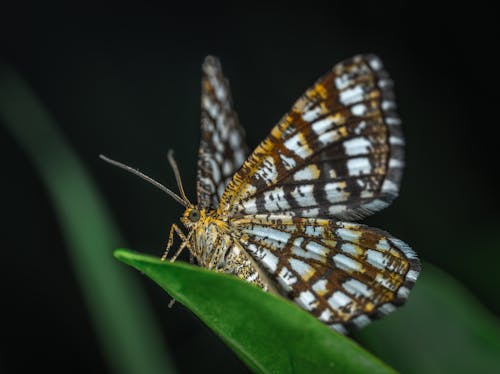 棕色和白色蝴蝶的选择性聚焦摄影
