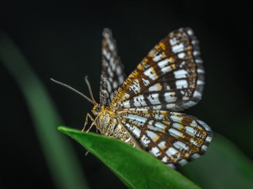 Fotografia Com Foco Seletivo De Borboleta Marrom E Branca