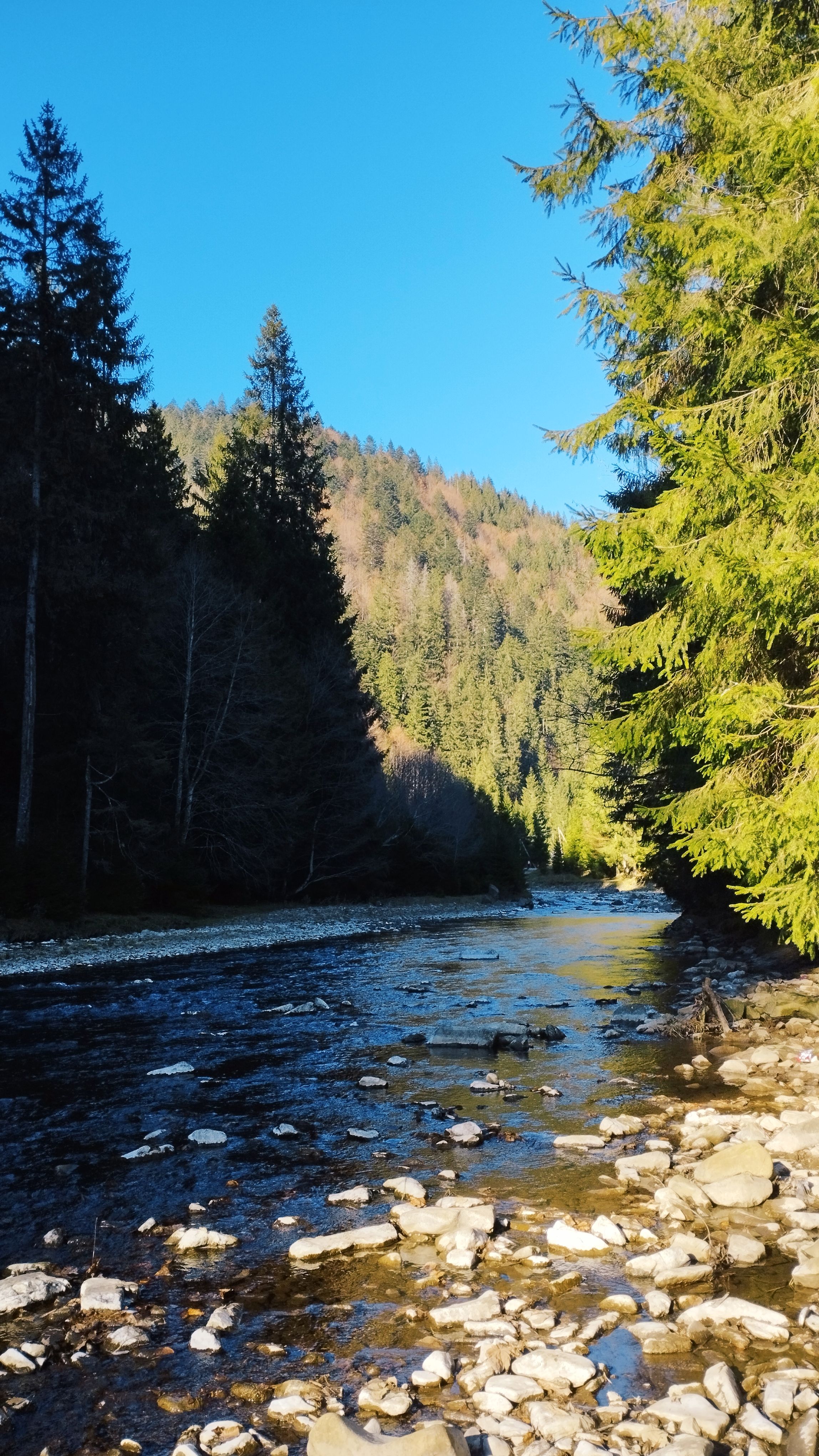 Tranquil river flowing through lush Carpathian forest under a clear blue sky.