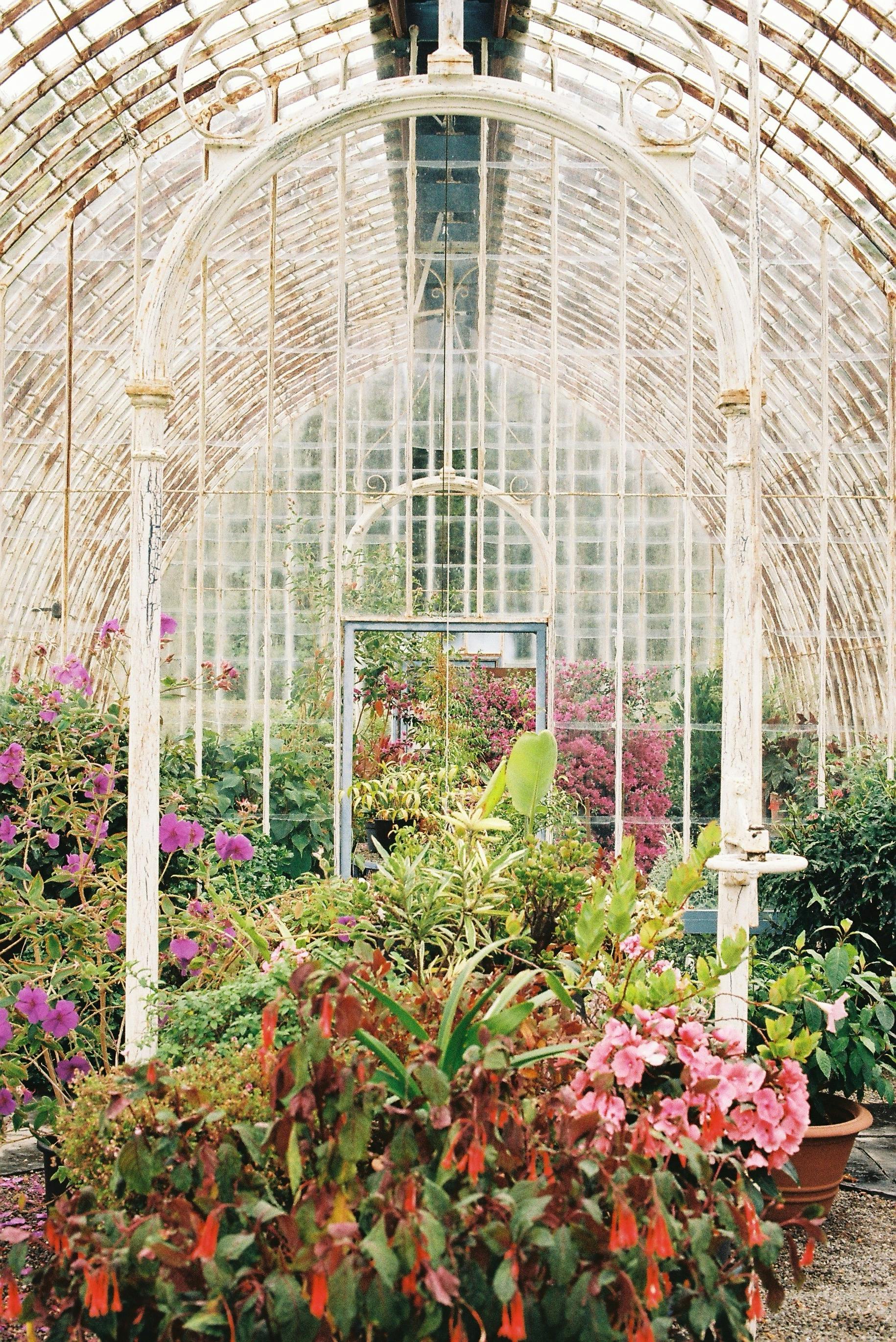 Vintage greenhouse interior filled with vibrant blooming flowers and lush greenery.