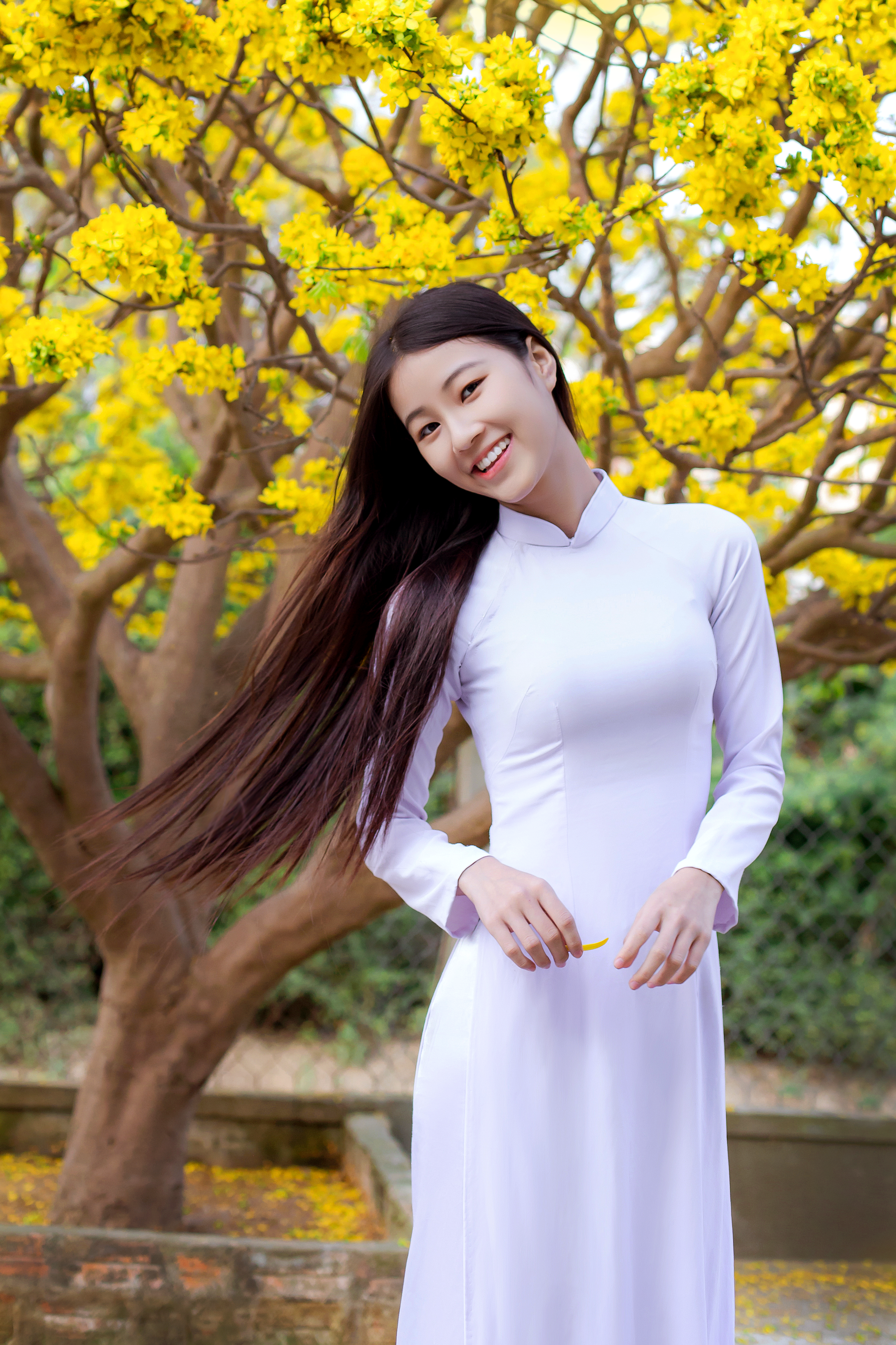 Young woman in white ao dai under yellow blossoms in Hội An, Vietnam.
