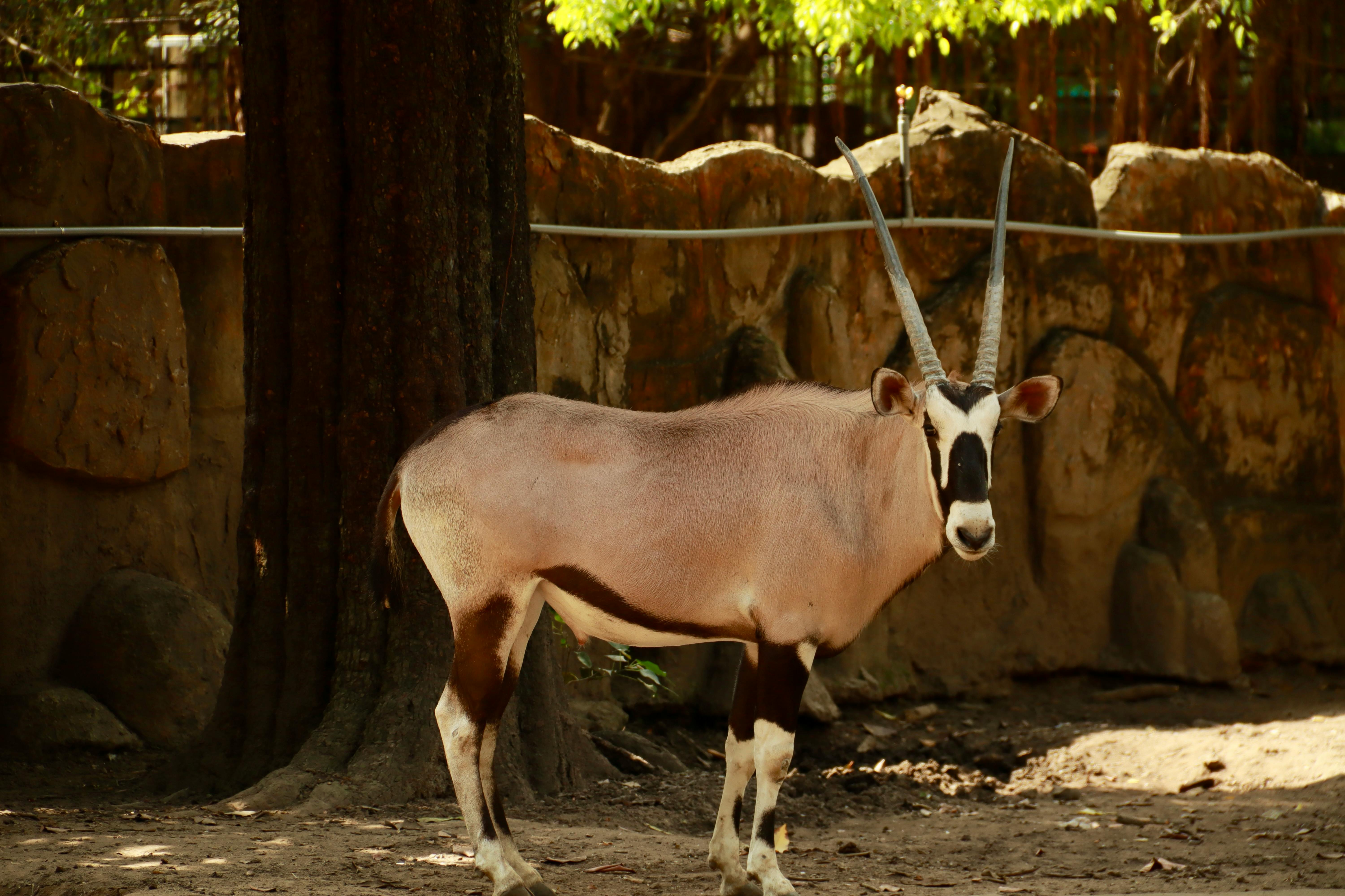 Gratuit Un oryx majestueux se tient dans une zone ombragée dans une exposition de zoo, mettant en valeur ses longues cornes pointues. Photos