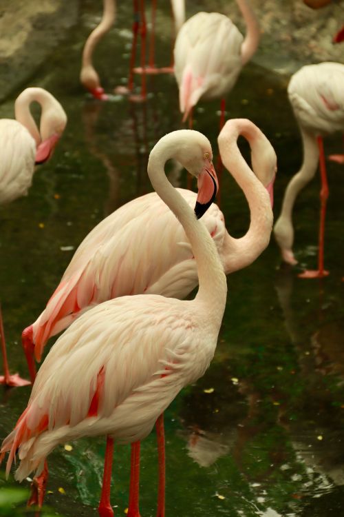 Free Graceful flamingos standing together in a peaceful water setting, showcasing their elegant forms. Stock Photo