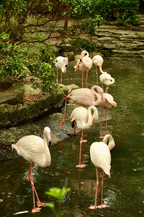 Free A group of flamingos elegantly standing in a tranquil pond surrounded by lush greenery. Stock Photo