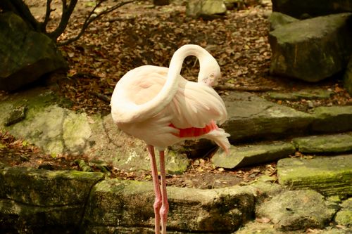 Free A graceful flamingo stands on one leg in a tranquil stone garden setting, showcasing elegant plumage. Stock Photo