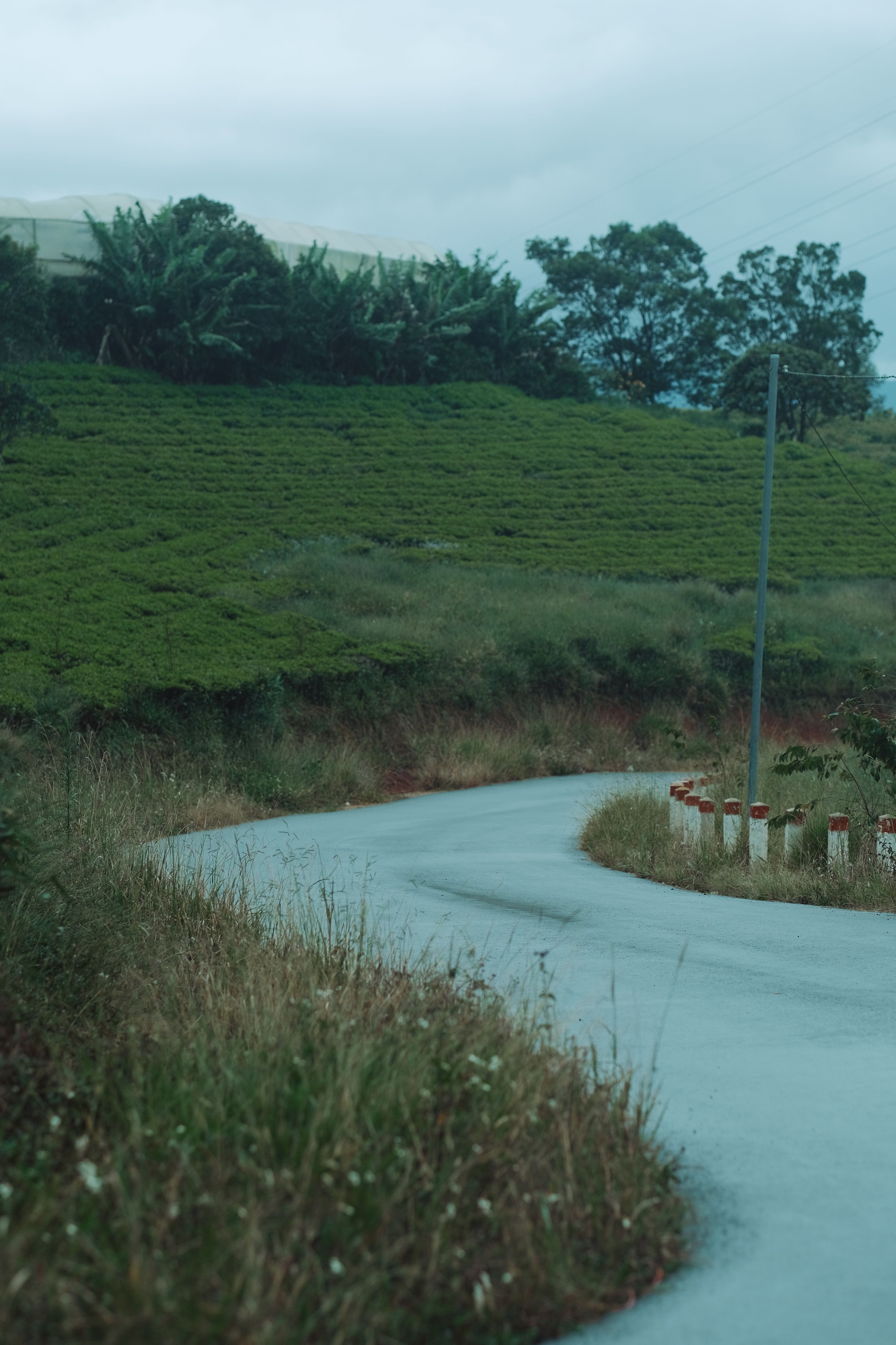 Serene Country Road Through Lush Greenery Landscape · Free Stock Photo