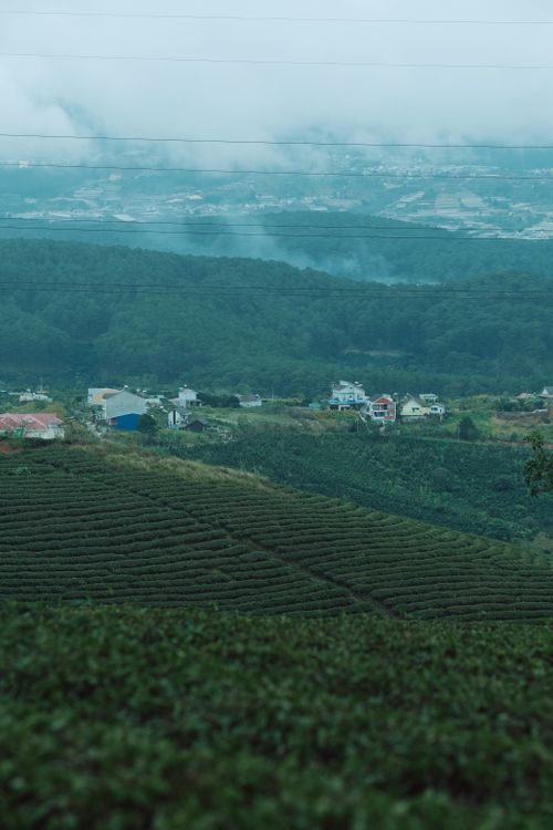 Free Panoramic view of a serene tea plantation amidst rolling hills and misty countryside. Stock Photo