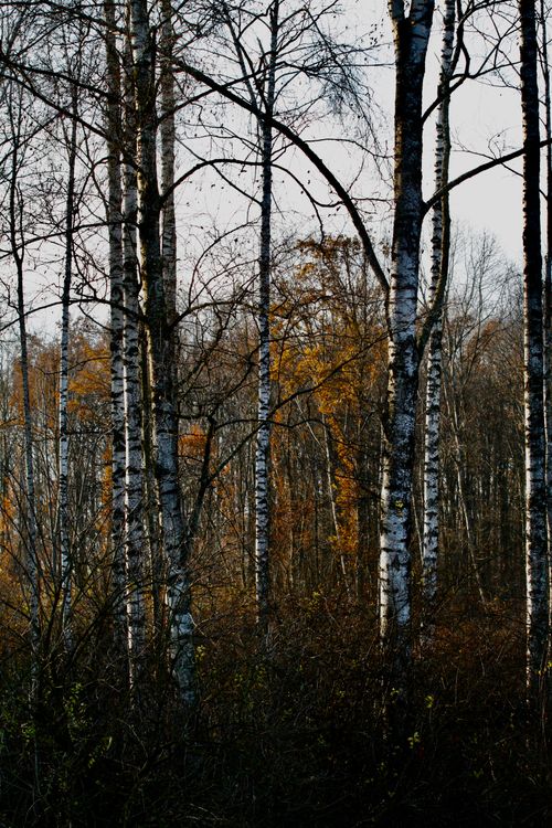 Free A serene birch forest with autumn leaves, capturing the essence of late fall. Stock Photo
