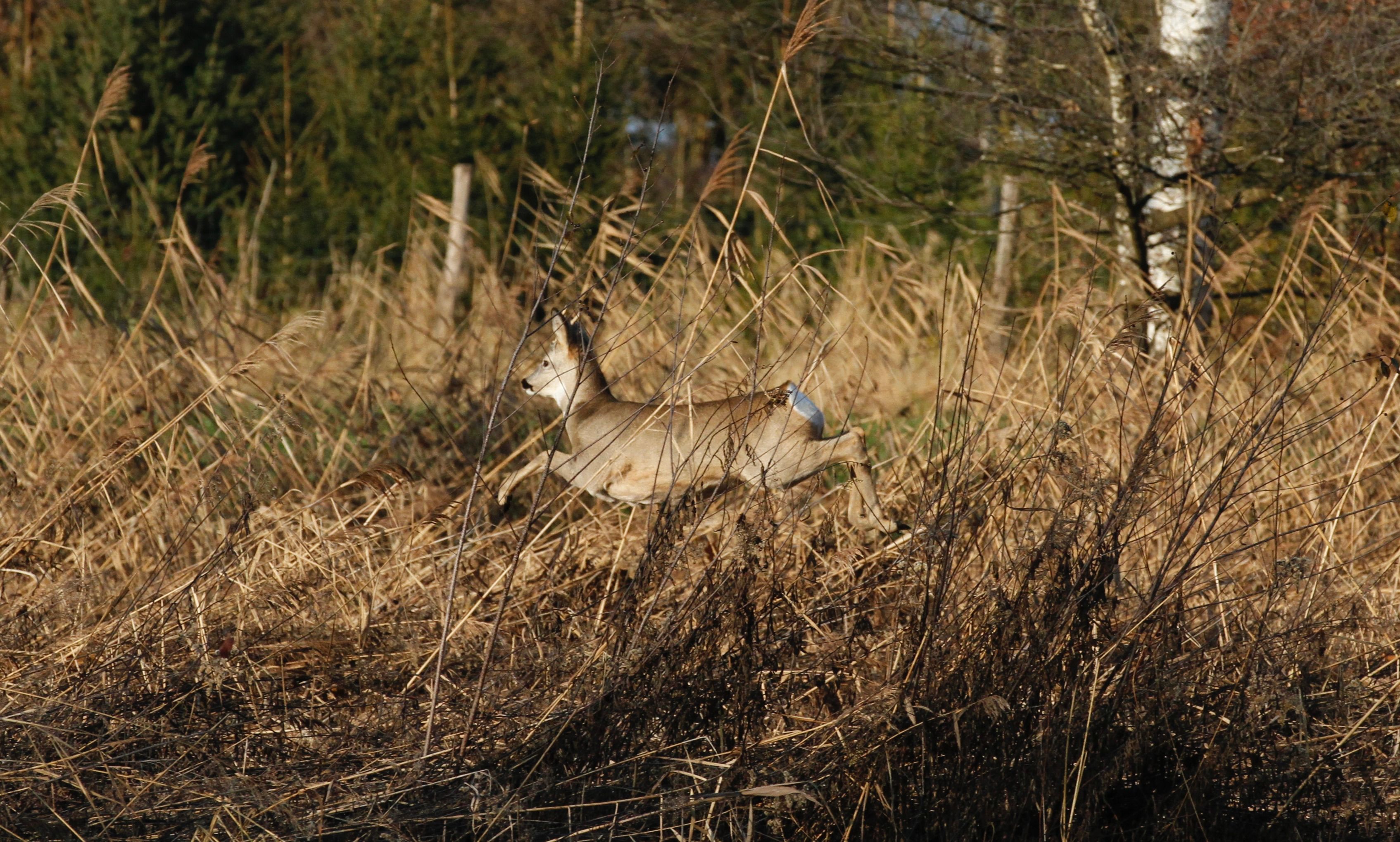 A deer is seen leaping through tall grasses and reeds in a natural setting.