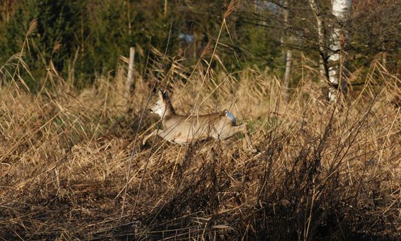 A deer is seen leaping through tall grasses and reeds in a natural setting.