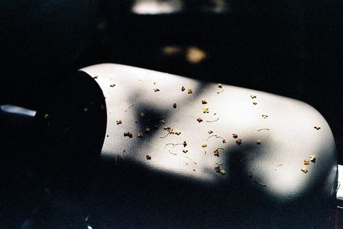 Free Leather car seat with scattered dried flowers and soft light shadows. Stock Photo