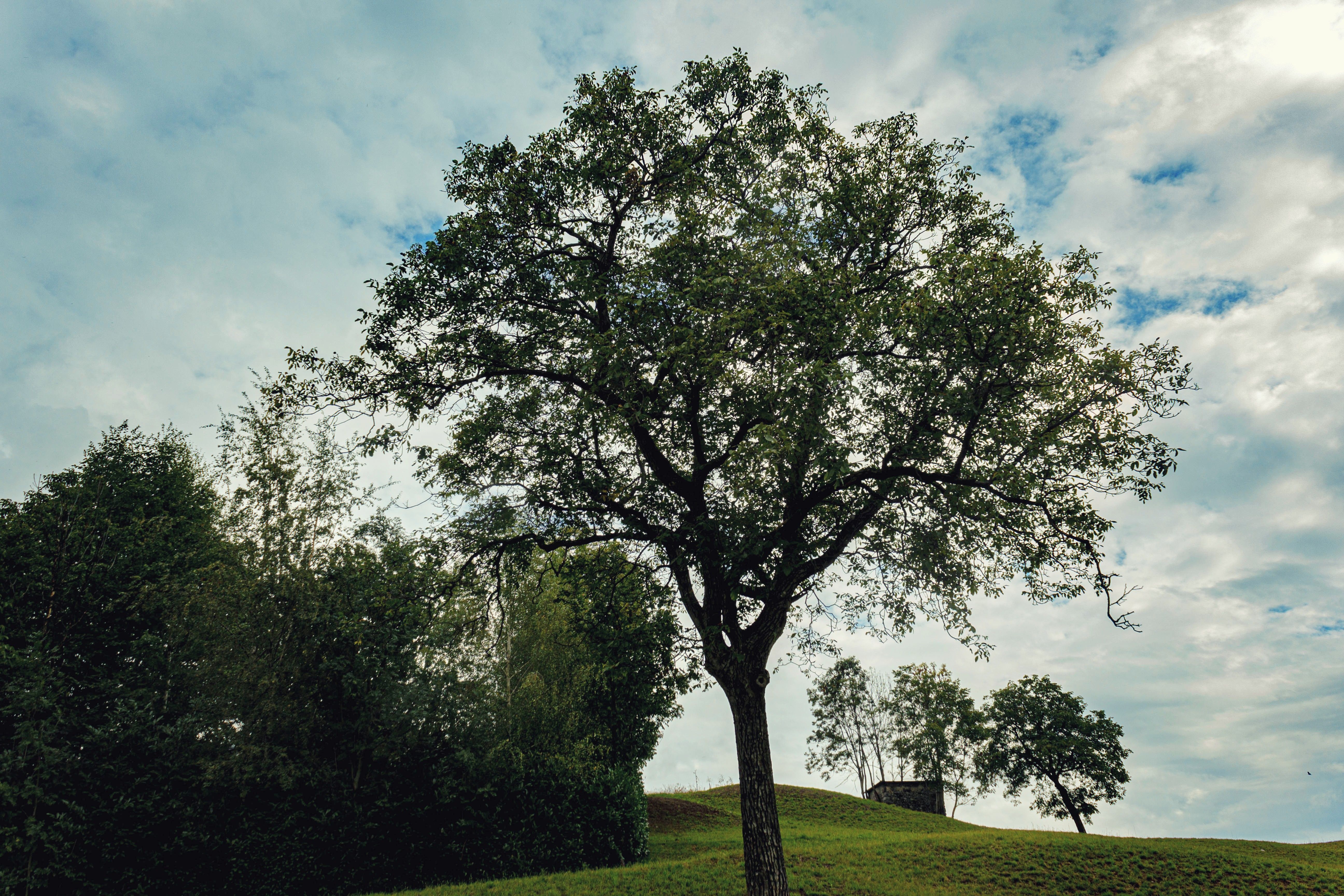 Serene Landscape with Lone Tree in Rolling Hills · Free Stock Photo