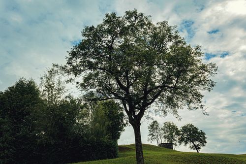 Free A peaceful scene of a solitary tree atop a gentle hill under a partly cloudy sky. Stock Photo