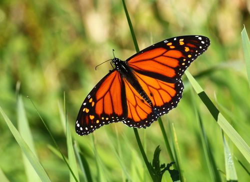 Free A vibrant monarch butterfly with open wings rests on lush green grass in bright sunlight. Stock Photo