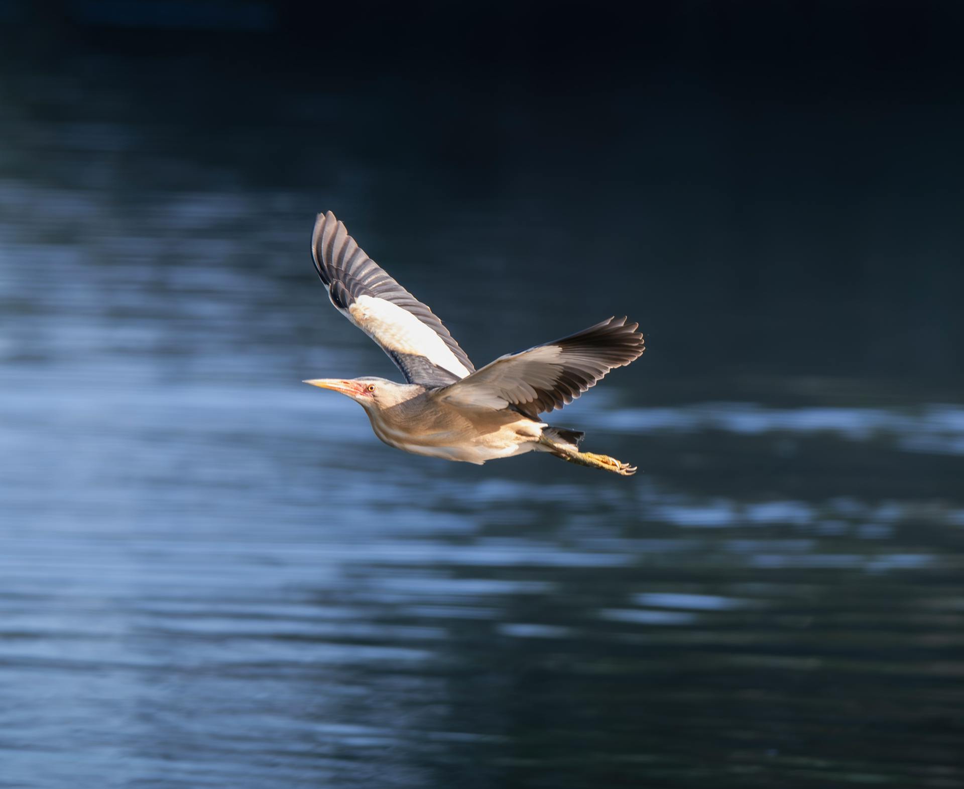 A serene heron flies low over calm waters, showcasing its elegant wingspan in a natural setting.