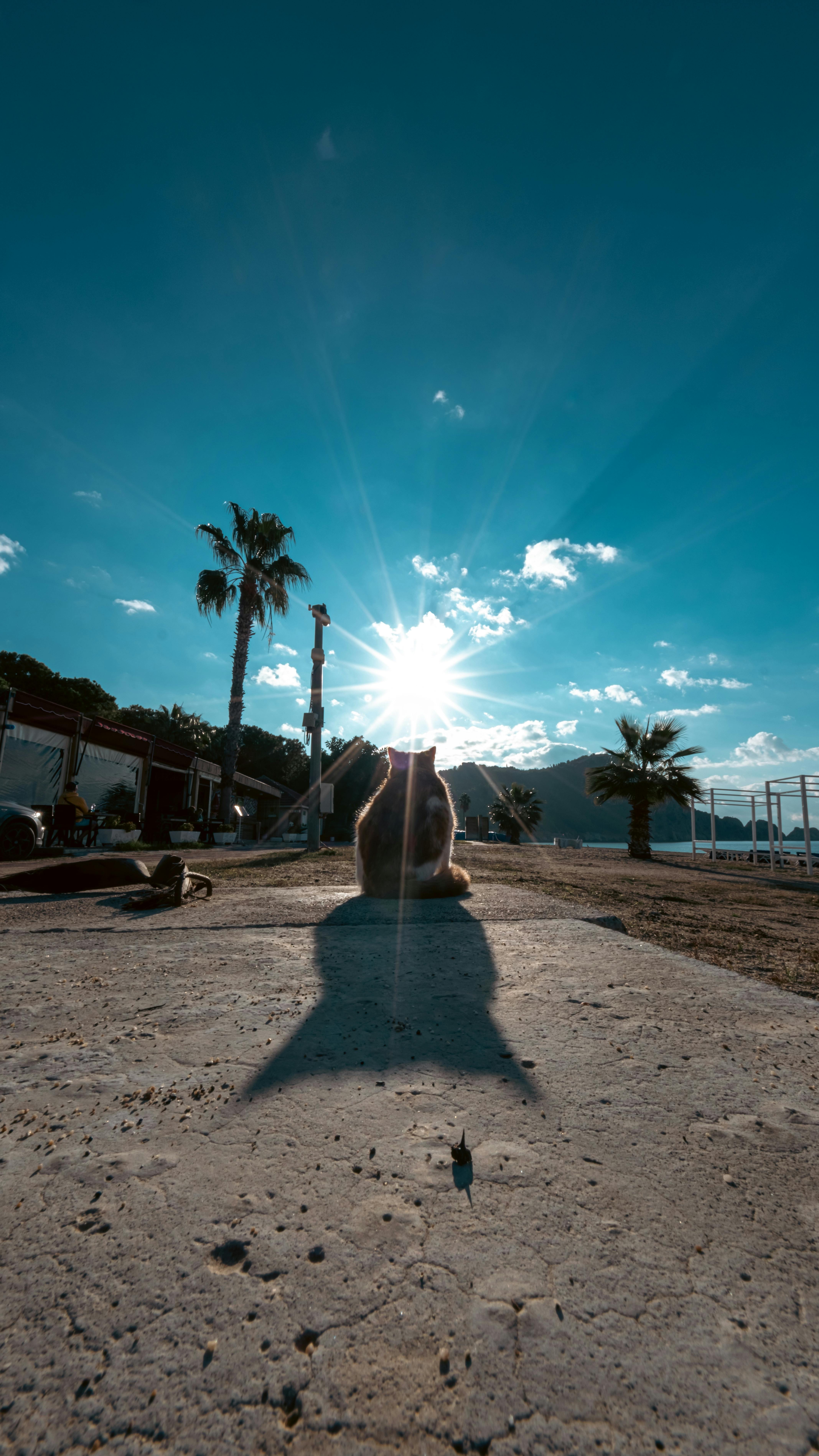 Gratis Immagine gratuita di alba, sole Foto a disposizione