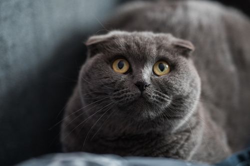Free A detailed portrait of a gray Scottish Fold cat with striking yellow eyes. Stock Photo